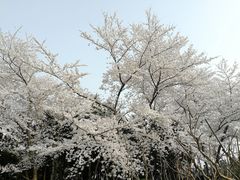 -嘉定紫藤园