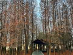 -溱湖国家湿地公园