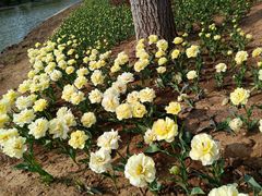 -石家庄市植物园