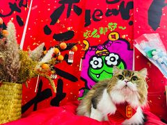 -爱洗澡的猫(望京店)