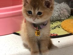 -糯米喵星人总部直营旗舰店·猫舍·幼猫出售