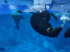 -烟台海昌鲸鲨海洋公园