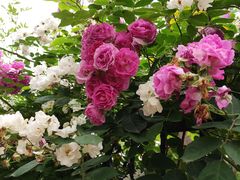 -青岛第三海水浴场