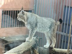 -青藏高原野生动物园