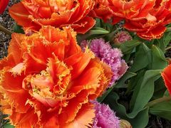 -上海植物园-4号门售票处