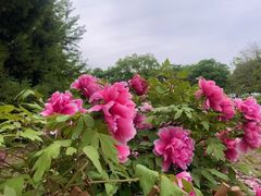 -国家植物园