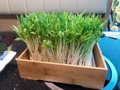 活體菜苗-锅季·捞王旗下小火锅(虹桥火车站店)