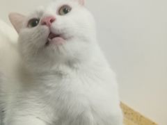 -伟伟宠物医院·瑞派猫友好医院·猫科(光谷店)