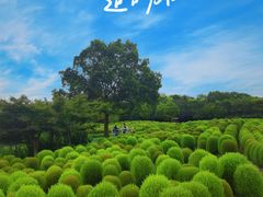 -花开海上生态园