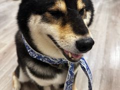 -柴迷FANS CLUB·柴犬狗咖·猫咖