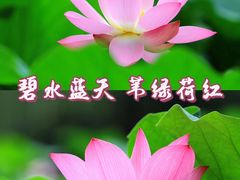 -白洋淀风景区