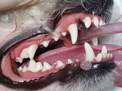 -博特宠物医院24h犬猫全科.骨科·异宠