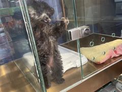 -FAELING PETS美天灵宠物(富力广场店)