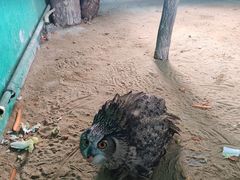 -西霞口神雕山野生动物世界