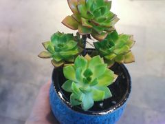 -咕嘟草帽鱼·牛奶一样的鲜鱼汤(包河万达广场创始店)