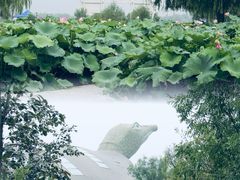 -白洋淀景区
