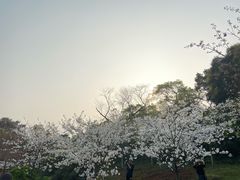 -南山植物园