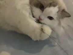 -宠颐生汉谟拉比宠物医院