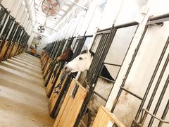 -枫露马术学院(藏书校区)