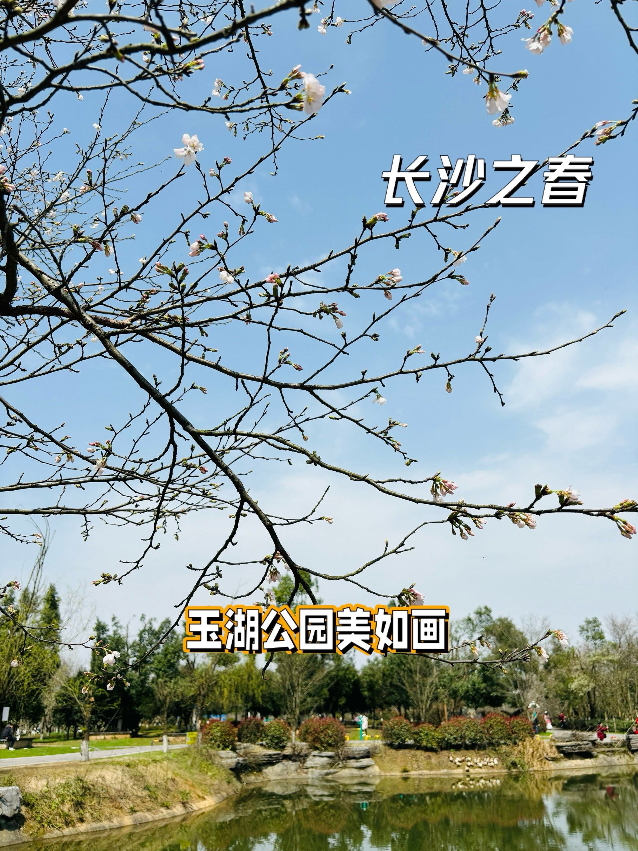 玉湖公园百亩樱花开啦,速来免费赏花🌸