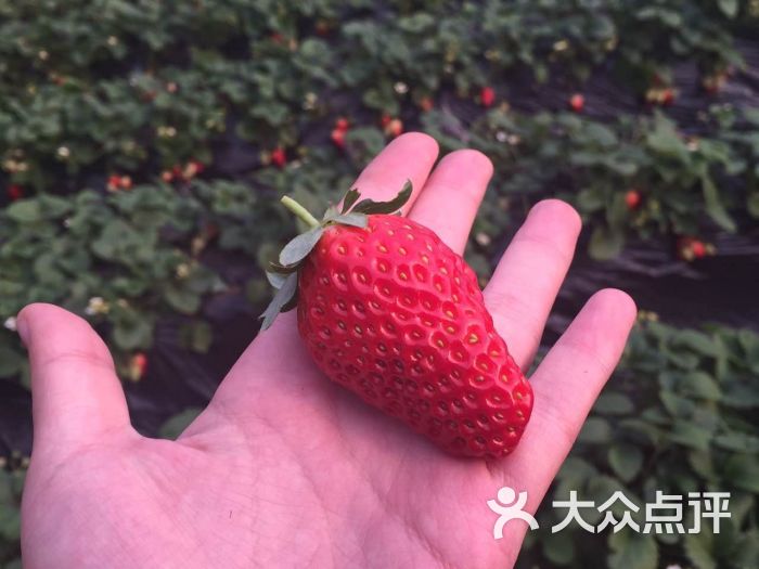 幸福草莓园草莓采摘((未来科技城园))图片 - 第71张