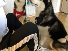 -Husky Go! 哈士奇体验馆·宠物咖啡厅狗咖