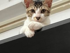 -荔康动物医院(康王北路店)