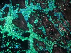 -奥兰多迪士尼动物王国乐园