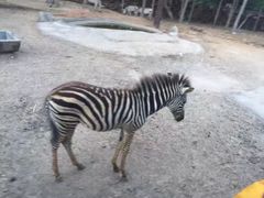 -清迈夜间动物园