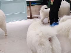 -安格丽娜·狗咖·猫咖羊驼咖(春熙路百盛商场店)
