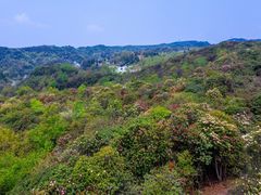 -贵州百里杜鹃风景名胜区