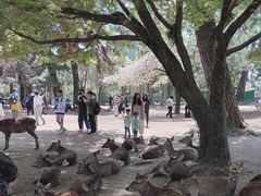 -奈良公园