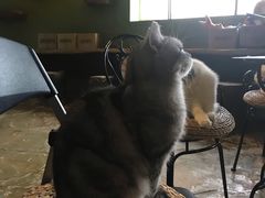 -猫猫幼稚园·撸猫·桌游·电玩