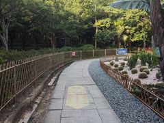 -东莞市大岭山森林公园