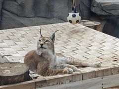 -青藏高原野生动物园