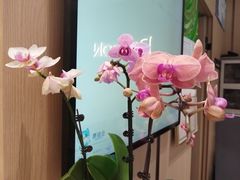 -铂顿国际公寓(广州长隆野生动物世界店)