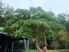 -野狸岛