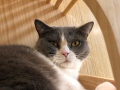 -猫和宫(六道口店)