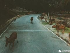 -清迈夜间动物园