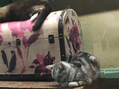 -猫咪博物馆(顶澳仔猫街店)