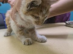 -乖乖宠物医院·猫科·急重症中心(车站北路分院)