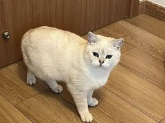 -喵zoo家庭繁育猫舍(尖东智能花园店)