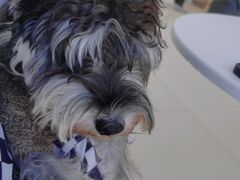 -怪兽屋·羊驼·猫咖·狗咖(俊华广场店)