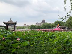 -莲花池公园