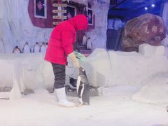 -芜湖新华联大白鲸海洋公园