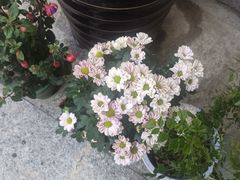 -若石足道SPA 连锁(丹东街店)