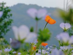 -径山花海