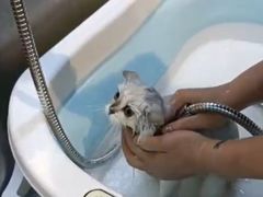 -PETKIT小佩宠物·低压洗护(国顺东路店)