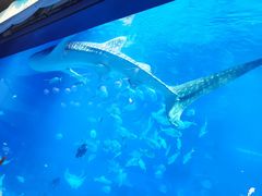 -烟台海昌鲸鲨海洋公园