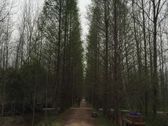 -合肥滨湖国家森林公园